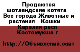 Продаются шотландские котята - Все города Животные и растения » Кошки   . Карелия респ.,Костомукша г.